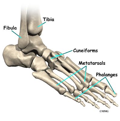 Foot anatomy: Pictures, models, and common conditions of the foot